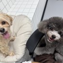 리츠펫 강남세곡점 이미지