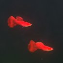 열대어(관상어) 기르기 입문 | 알비노 풀 레드 구피 믿고 찾는 실사 전문 펫온미아쿠아 2플러스 1 행사 중