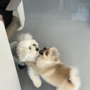멍발소 하우스 이미지
