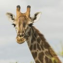 기린에너지 이미지