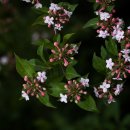 외씨버선길(치유의길) 이미지