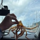 파란바다약국 | [여름 제주 2박3일 :: 2일차] 성산봄죽칼국수 / 목화휴게소 / 월정리투명카약 / 세기알해변