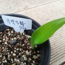 비니미니
