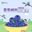[가톨릭대학 서울성모병원] 작지만 영양가득,블루베리의 발견 이미지