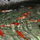 광림탑차 이미지