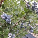 느티나무농원 이미지