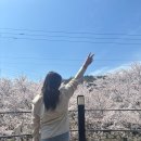 파밀리에 | 나주 벚꽃 나주 영산포 벚꽃 나주 카페 파밀리에 내돈내산 솔직후기