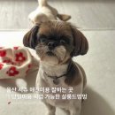 살롱드멍멍 이미지