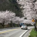 황매산 벚꽃길 이미지