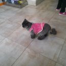 심재웅동물병원 이미지