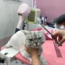 밀크펫살롱 이미지