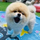 퍼밀리