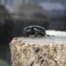 창녕생태곤충원 이미지