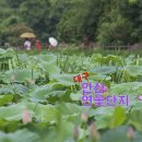 홍수연꽃집