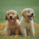 옥길아라동물의료센터 이미지