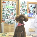 펫시스터즈 이미지