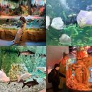 대전아쿠아리움 | 대전 엑스포 아쿠아리움 후기 | 입장료·볼거리·솔직 총평