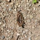 금강송 생태경영림 이미지