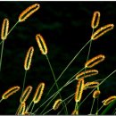 강아지풀 이미지