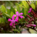 황토사랑 나무야 이미지