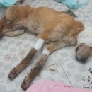 황구농장 이미지