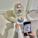 까까줄개 | 수원 강아지 케이크 &#39;까까가개&#39; 수제간식과 애견용품까지, 완벽한 강아지 생일파티