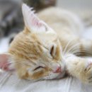 로얄 동물 이미지