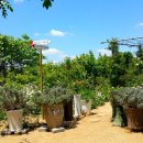 모네정원 이미지