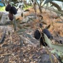 정미농장 이미지