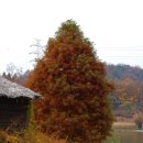 호수정감 이미지