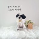 땡자네 묭실 이미지