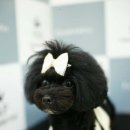 도그스101 이미지