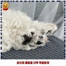 일보시개 24시 애견호텔&애견유치원 | 비전2동 애견카페 일보시개 24시 애견호텔&amp;애견유치원 착한 가격과 리뷰는 덤으로 추천 순위까지