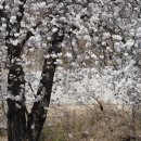 왕벚나무 Prunus × yedoensis Matsum. 잡종 이미지