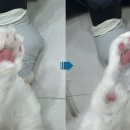 부산고양이미용&호텔 무냥무냥 대연점 이미지