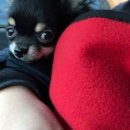 호원종합동물병원 이미지