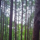 편백나무 산림욕. 이미지