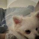 이창훈 동물병원 이미지