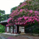 계룡 농장 이미지