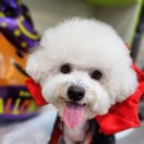 도도애견샵 이미지