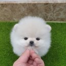 어바웃독 이미지