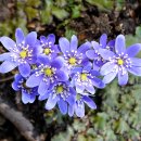 오월의수수꽃다리 이미지