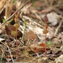 양지-3561 이미지