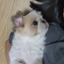 시츄언니 | 견생로그 #5 | 셀럽을 꿈꾸는 시츄 아츄의 소중한 7월, 햇빛만큼이나 핫한 아츄의 하루 모음.zip