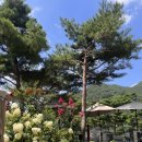 더미량(THE MIRYANG) 이미지