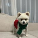 우드멍 | 관저동 믿고 맡기는 강아지 애견미용실 우드멍