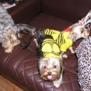 애견가족 이미지