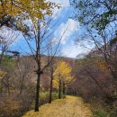 수레의산자연휴양림 이미지