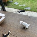 선바우 집 이미지