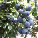 운정농장 이미지